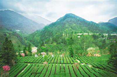 峨眉春暖 雪芽芳菲